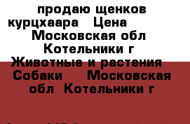 продаю щенков курцхаара › Цена ­ 10 000 - Московская обл., Котельники г. Животные и растения » Собаки   . Московская обл.,Котельники г.